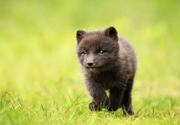 Cute Little Arctic Fox cub działa w łące — Zdjęcie stockowe