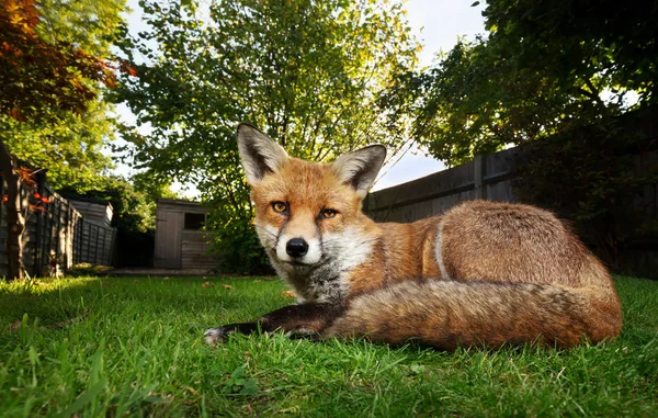 Close up de uma raposa vermelha deitada na grama — Fotografia de Stock