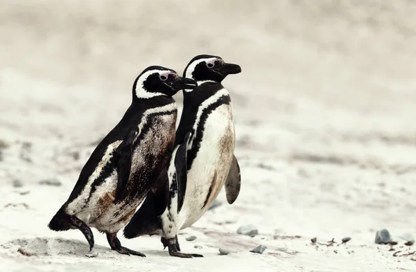 Due pinguini magellanici che camminano su una spiaggia sabbiosa — Foto Stock