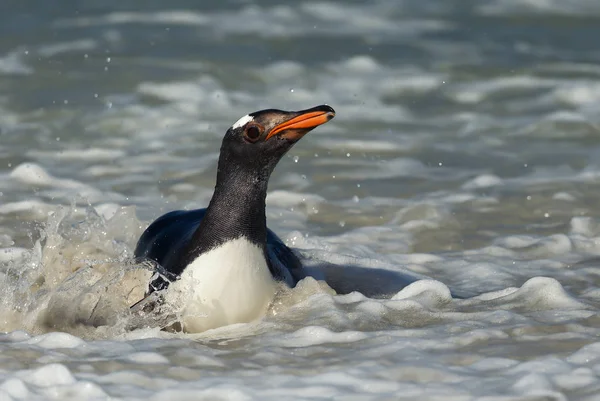 Gros plan d'un pingouin Gentoo plongeur — Photo