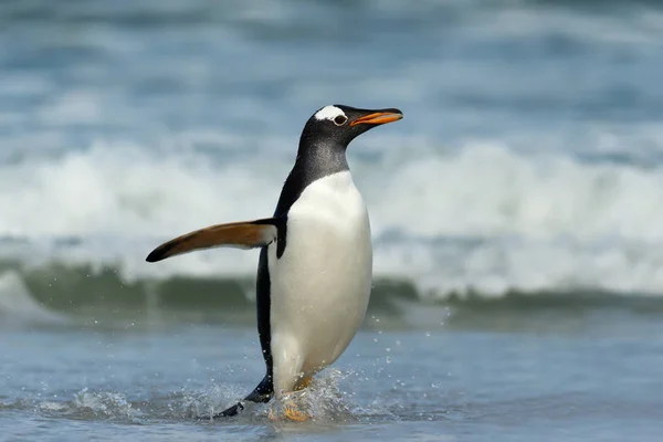 Pinguino Gentoo che scende dall'oceano — Foto Stock