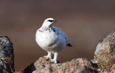 Bir erkek Rock Ptarmigan yakın çekim