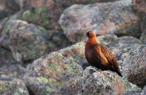Mannelijke rode Grouse neergestreken op rotsen — Stockfoto
