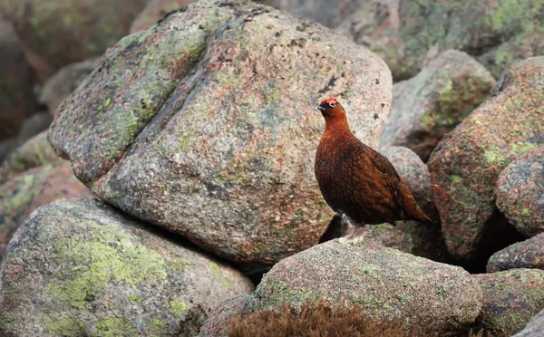 Mannelijke rode Grouse neergestreken op rotsen — Stockfoto