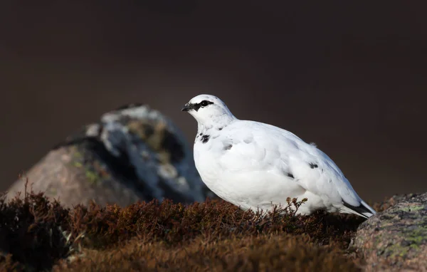 Fechar de um macho Rock Ptarmigan — Fotografia de Stock