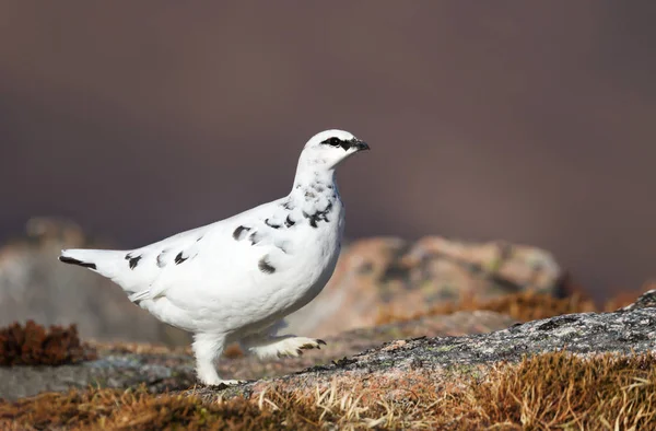 Крупный план самца Рока Ptarmigan — стоковое фото