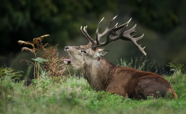 Rothirsch liegt auf Gras und ruft während der Brunftzeit — Stockfoto