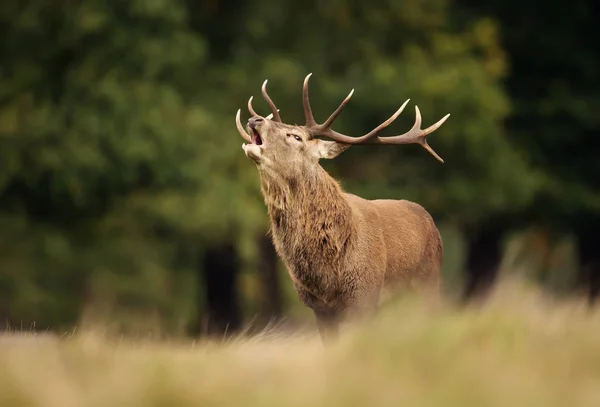 Red Deer Stag roeping tijdens het rotting seizoen in de herfst — Stockfoto