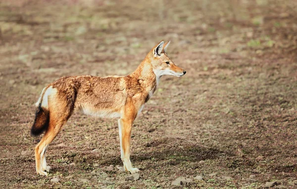 Close up de um raro e ameaçado lobo etíope — Fotografia de Stock