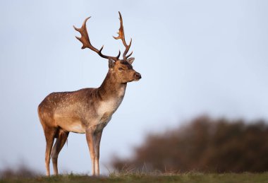 Close up of a Fallow Deer against blue sky clipart