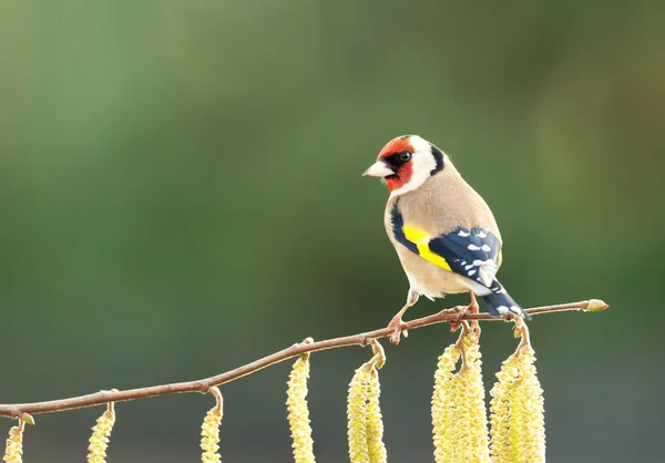 Goldfinch usazený na lískovém stromě s catkinem — Stock fotografie