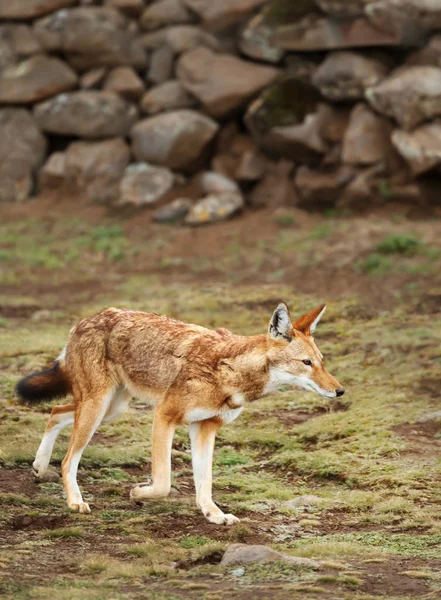 Primer plano de un raro y amenazado lobo etíope —  Fotos de Stock