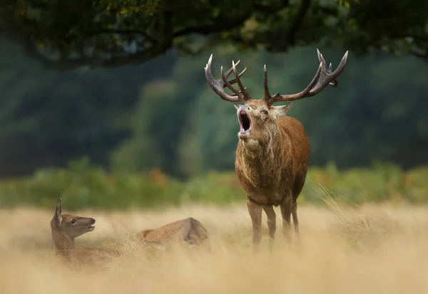 Veado vermelho chamando durante a temporada de rutting no outono — Fotografia de Stock