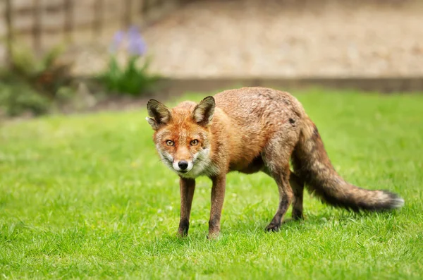 Крупный план красной лисы, стоящей на зеленой траве — стоковое фото
