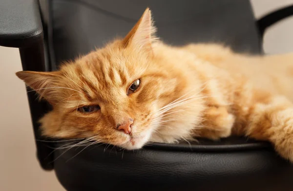 Рыжая кошка лежит на черном кожаном стуле — стоковое фото