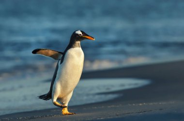 Gentoo Penguen fırtına sularında kıyıya geliyor