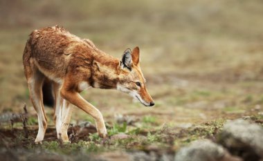 Close up of a rare and endangered Ethiopian wolf clipart