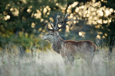 Sonbaharda gün doğumunda Red Deer geyik