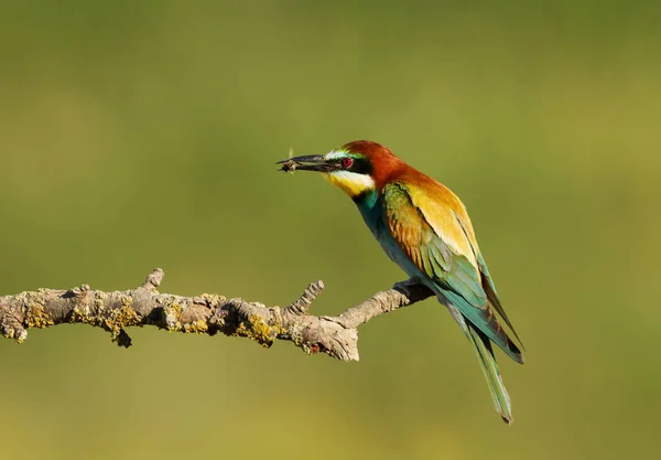 Apicultor europeo con una abeja en el pico —  Fotos de Stock