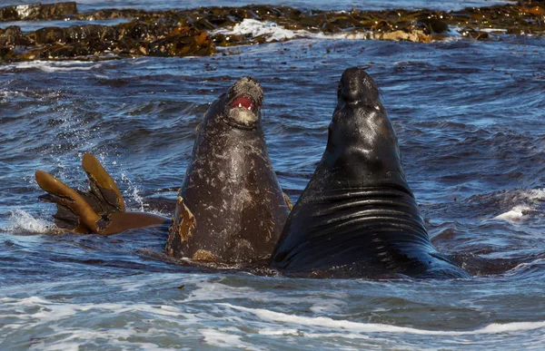 Southern elephant seals fighting in the Atlantic ocean — Stock Photo, Image