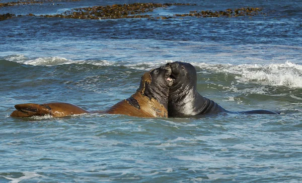 Southern elephant seals fighting in the Atlantic ocean — Stock Photo, Image