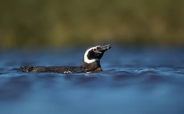 Pinguim-de-magalhães nadando em lagoa de água doce — Fotografia de Stock