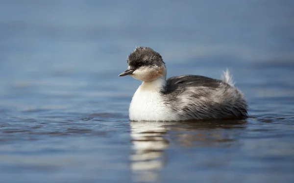 Pulcino argenteo Grebe nuotare in un lago d'acqua dolce — Foto Stock