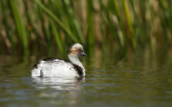 Grebe prateado nadando em um lago de água doce — Fotografia de Stock