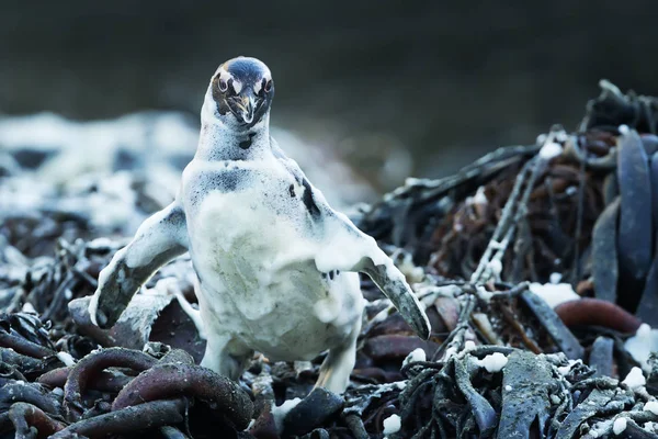 Pinguim-de-magalhães coberto de água salgada espumosa — Fotografia de Stock