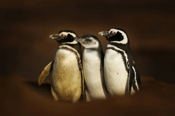 Pinguins de Magalhães em pé perto de uma toca — Fotografia de Stock