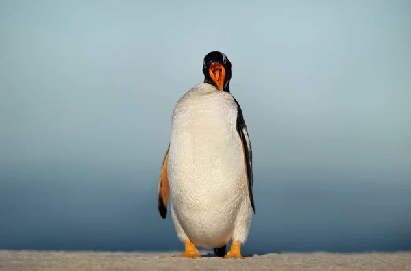 Tutup dari penguin Gentoo memanggil — Stok Foto