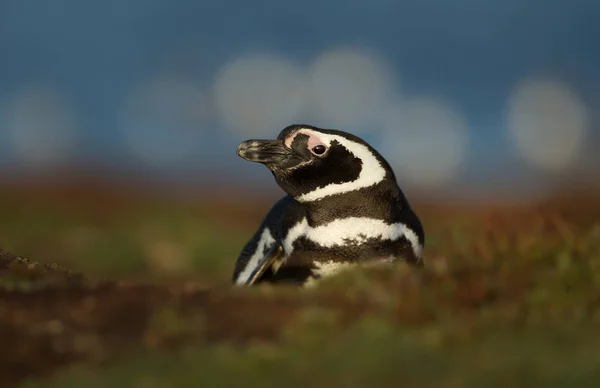 Pinguim-de-magalhães num habitat natural — Fotografia de Stock