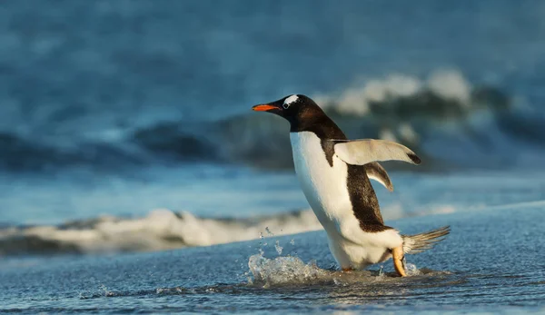 Közelről egy Gentoo pingvin az Atlanti-óceánon — Stock Fotó