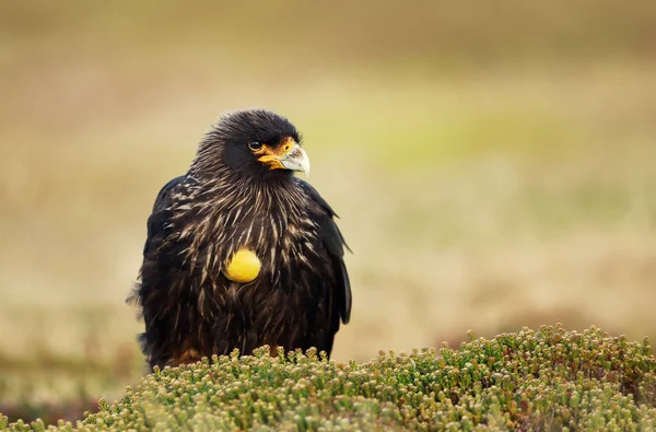 Close-up de Caracara estriado contra fundo verde — Fotografia de Stock