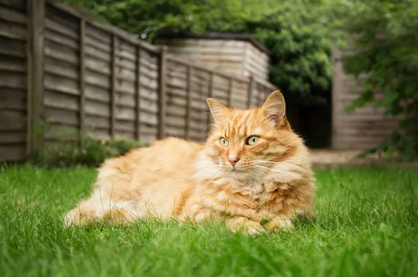 Ginger cat lying on grass in the back yard