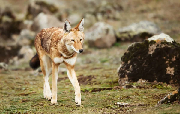 Крупным планом редкого и исчезающего эфиопского волка — стоковое фото