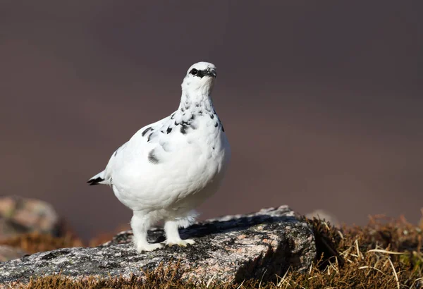 Крупный план самца Рока Ptarmigan — стоковое фото