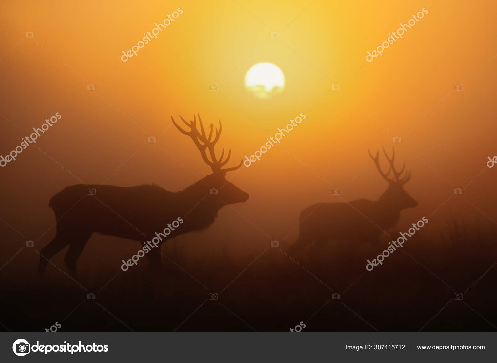 Silhouette of Red deer stags at sunrise Stock Photo by ©Giedriius 307415712