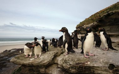 Group of Rockhopper penguins standing on the rocks clipart