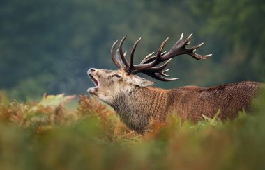 Sonbaharda rutting mevsiminde kükreyen kırmızı geyik