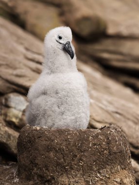 Genç Siyah-browed Albatros civciv çamur fincan yuvada oturan