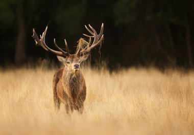 Aut rutting sezon sırasında boynuzları çim ile kırmızı geyik geyik