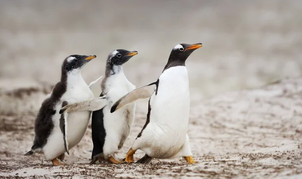İki Gentoo penguen civciv beslenen ebeveyn peşinde — Stok fotoğraf