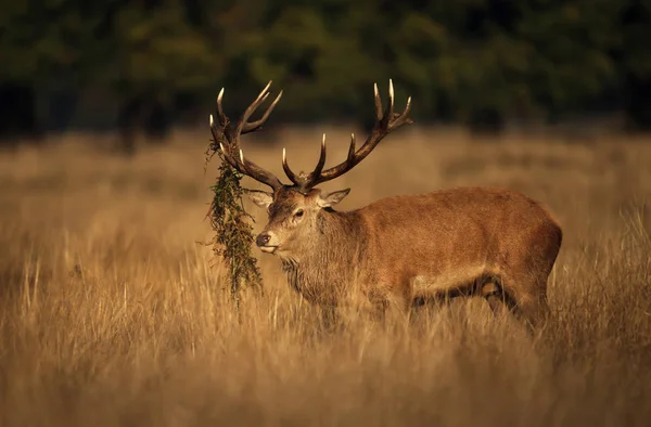 Red deer stag with grass in antlers during rutting season in aut — Stock Photo, Image