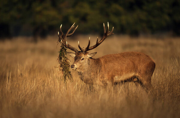Close up of a Red deer (Cervus elaphus) stag with grass in antlers during rutting season in autumn, UK.
