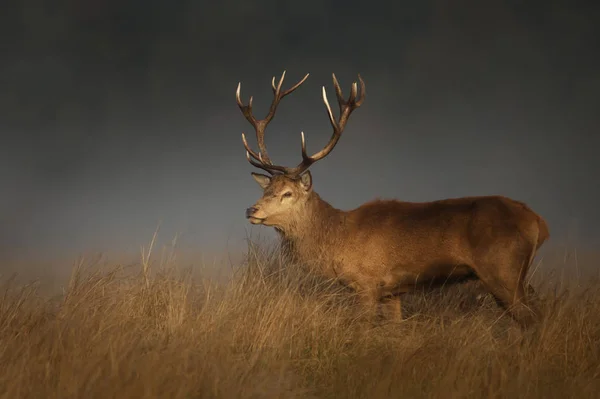 红鹿雄鹿在迷雾的秋日早晨的车辙季节 — 图库照片