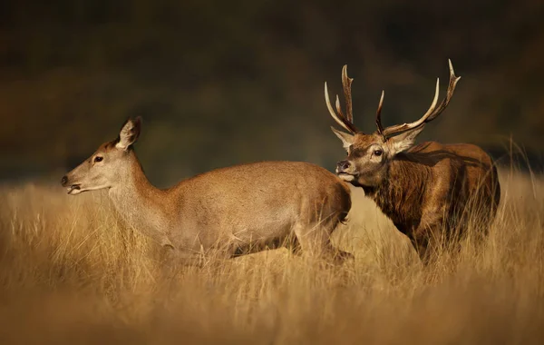 Червоні олені переслідують задніх під час сезону — стокове фото