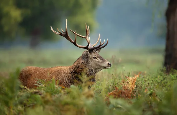 Red deer during rutting season in autumn — Stock Photo, Image