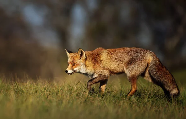 Primer plano de un zorro rojo en el prado —  Fotos de Stock