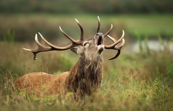 Veado vermelho chamando durante a temporada de rutting no outono — Fotografia de Stock